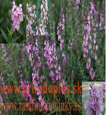 Yzop lekársky, ružový-(Hyssopus officinalis L.)"ROSEUS" 